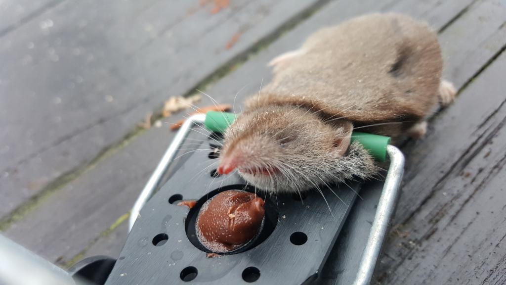 maus 100 05 02 2019