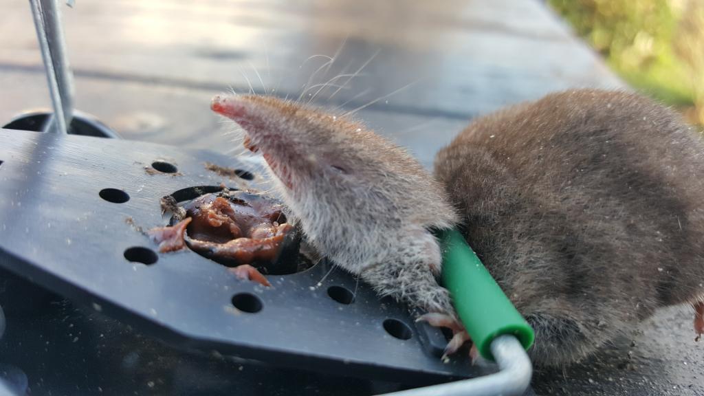 maus 101 09 02 2019