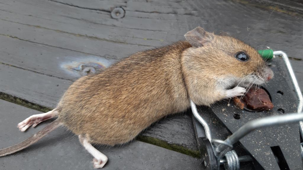 maus 103 28 03 2019