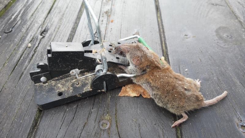 maus 104 10 05 2019