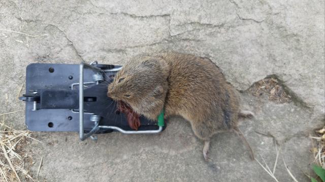 maus 105 07 07 2019