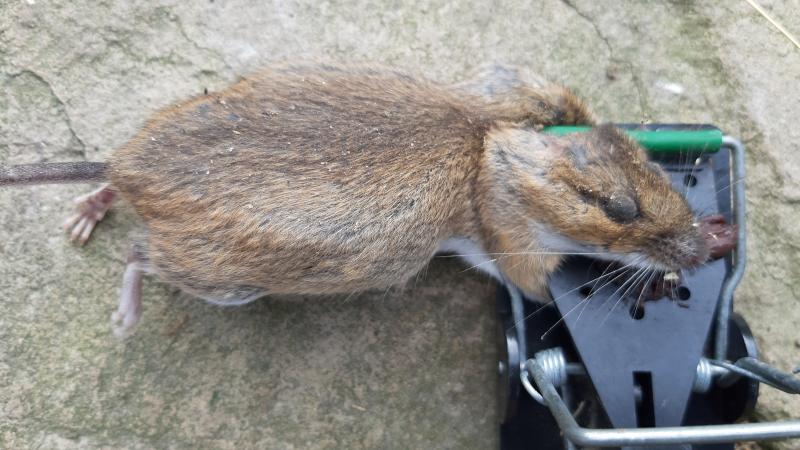 maus 107 12 07 2019