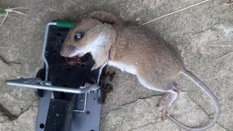 maus 109 15 07 2019