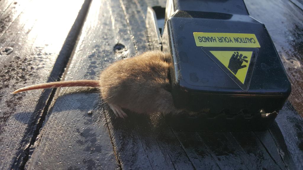 maus 10 03 08 2018