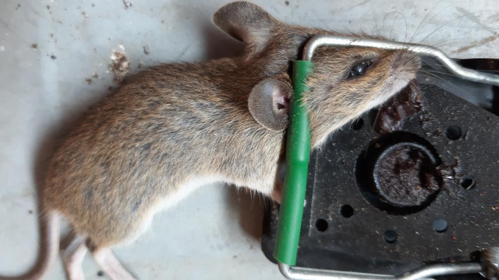 maus 112 28 07 2019