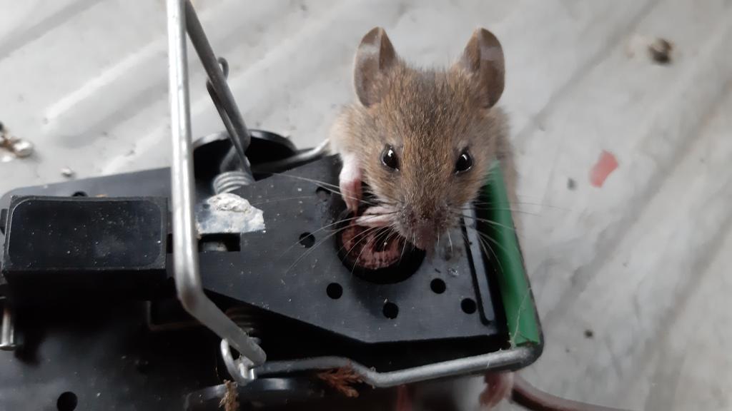 maus 113 29 07 2019