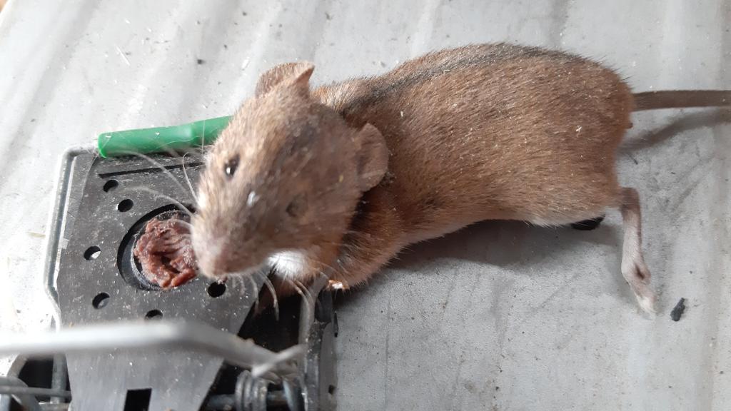 maus 114 30 07 2019