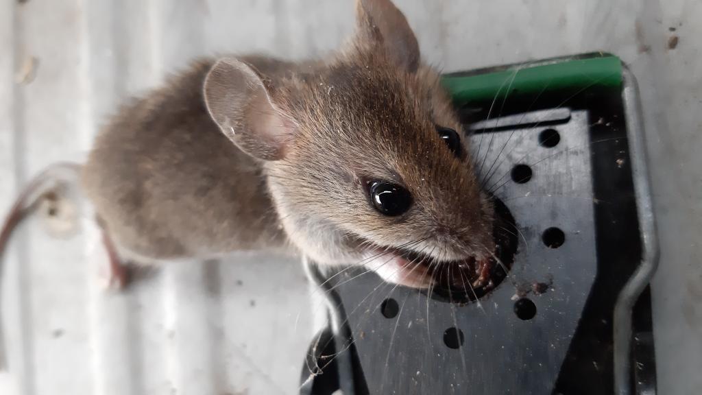 maus 115 31 07 2019