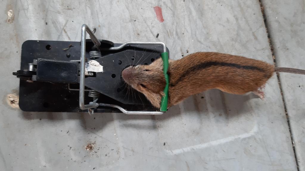 maus 116 01 08 2019