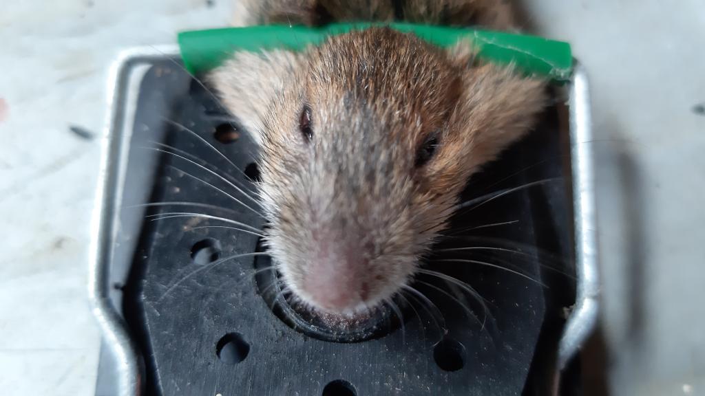 maus 117 01 08 2019