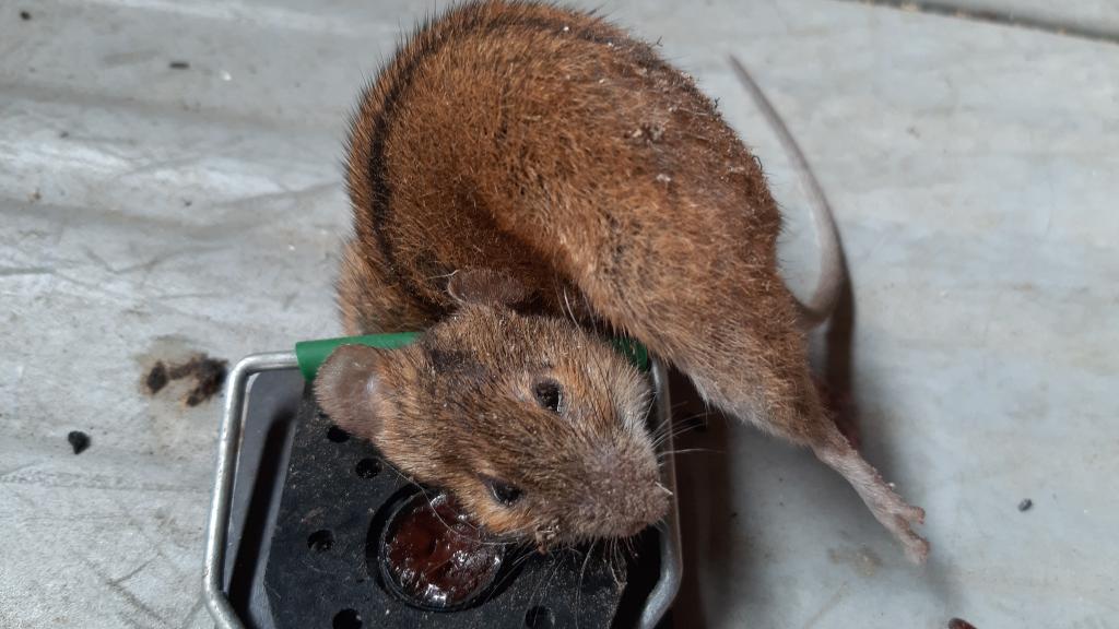 maus 118 03 08 2019