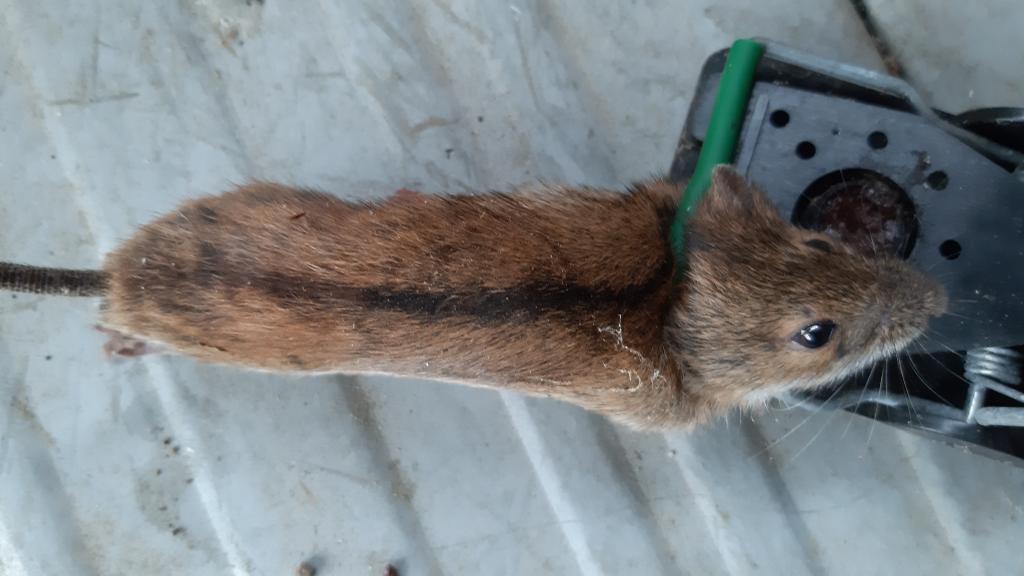 maus 119 04 08 2019