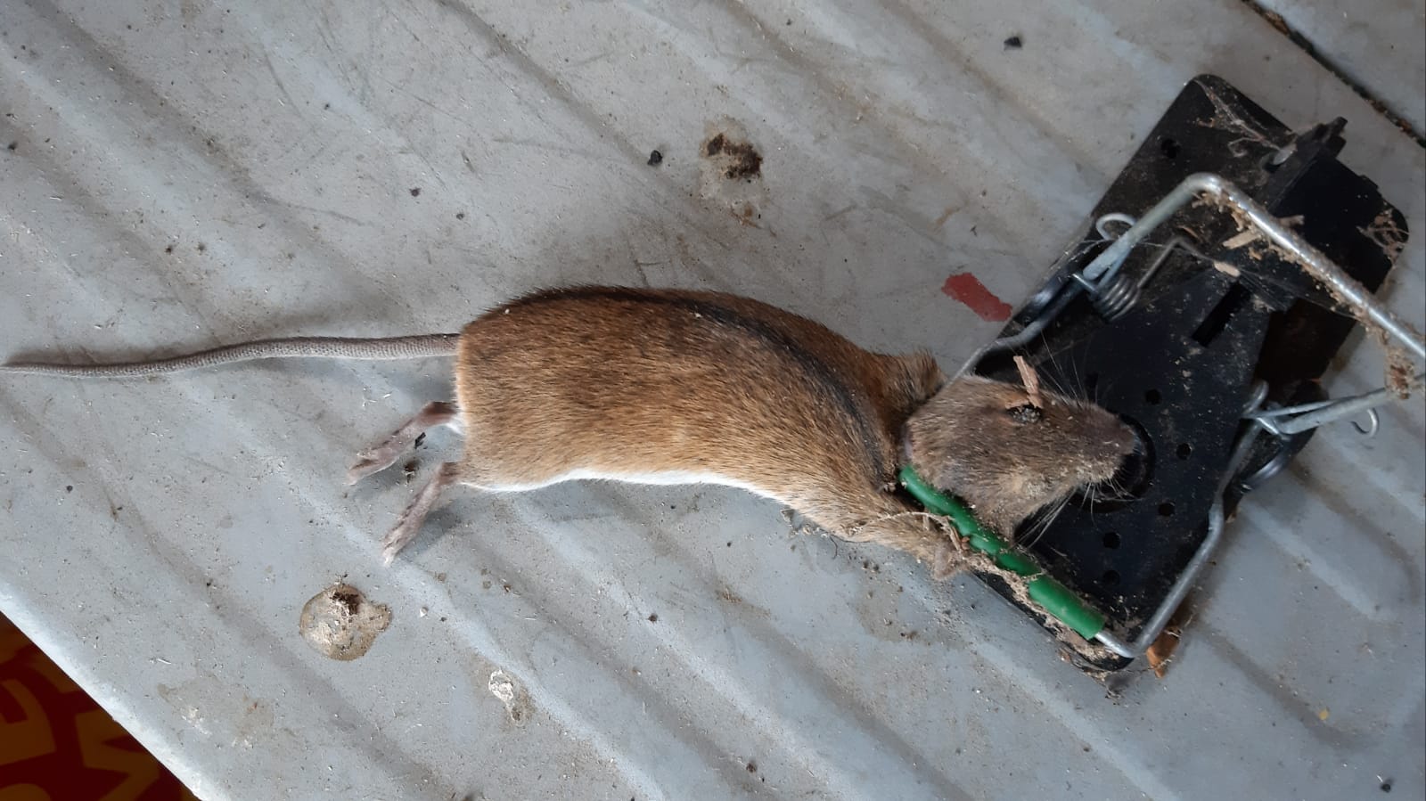 maus 120 04 08 2019