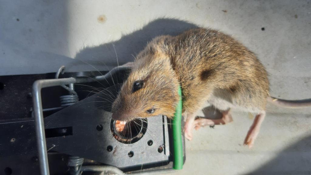 maus 123 07 08 2019