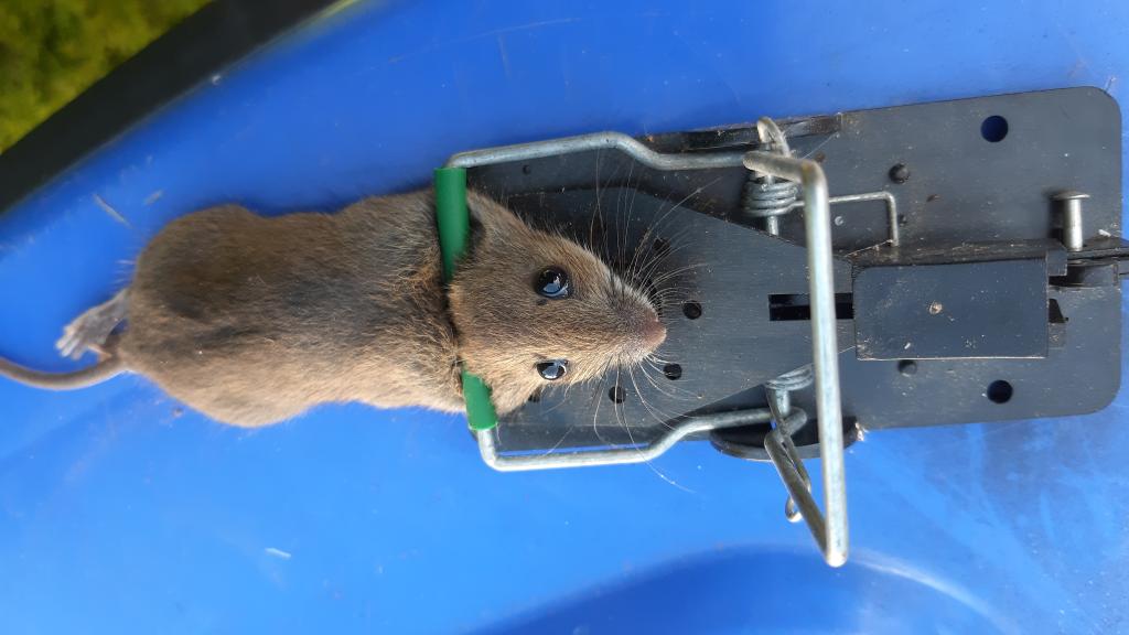 maus 124 08 08 2019