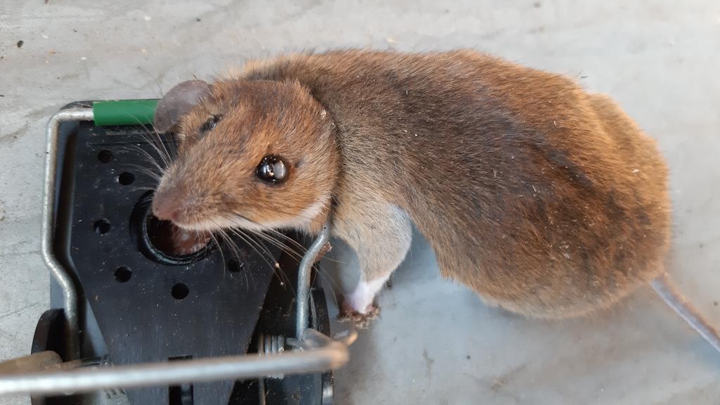 maus 125 12 08 2019