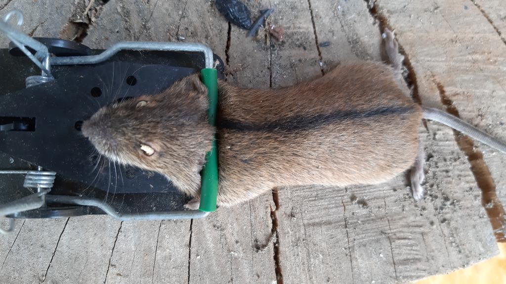 maus 126 12 08 2019
