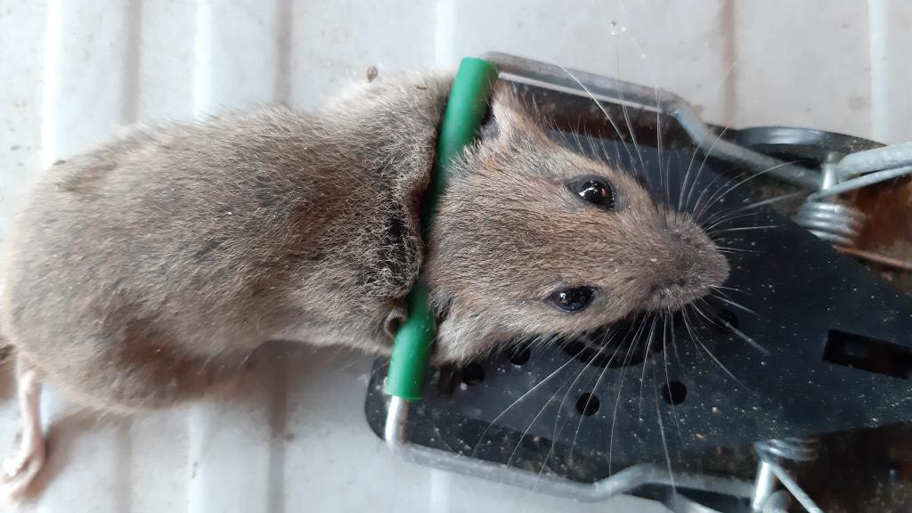 maus 127 15 08 2019