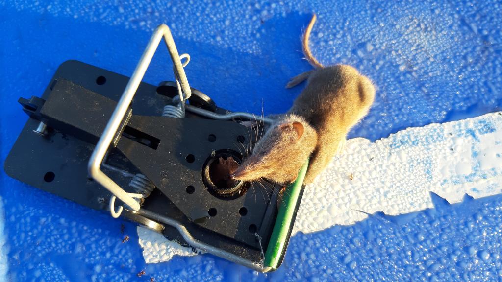 maus 129 02 09 2019