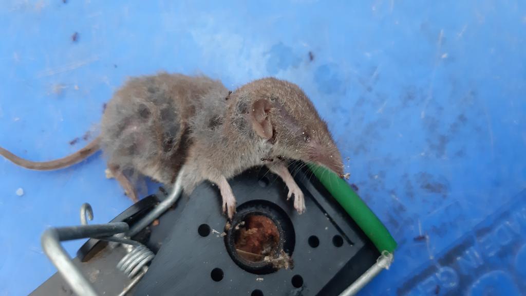 maus 130 03 09 2019