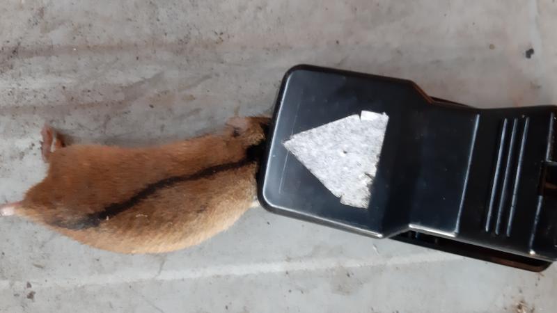 maus 132 06 09 2019