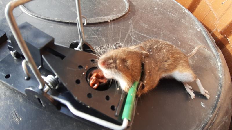 maus 135 08 09 2019