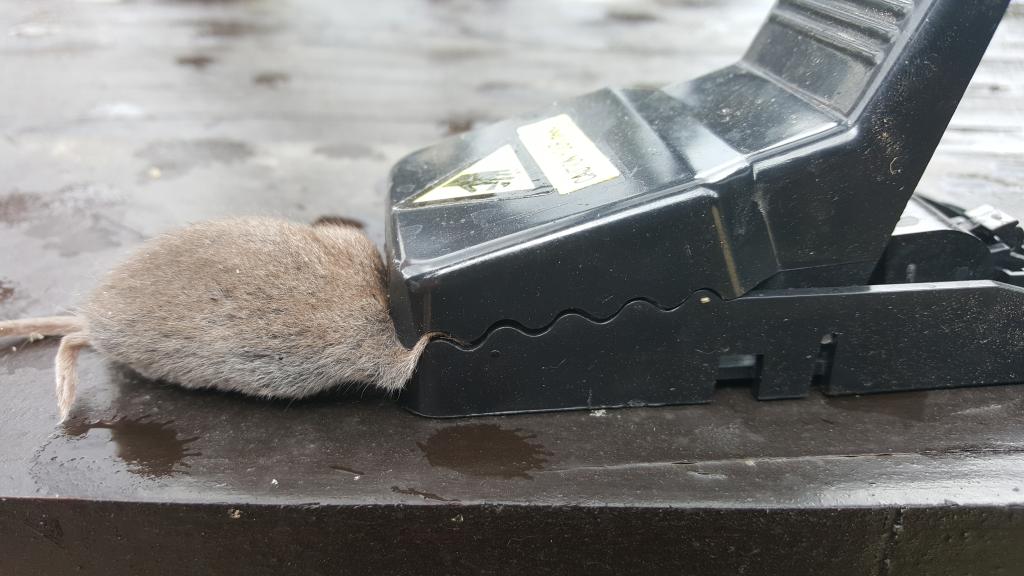 maus 13 11 08 2018
