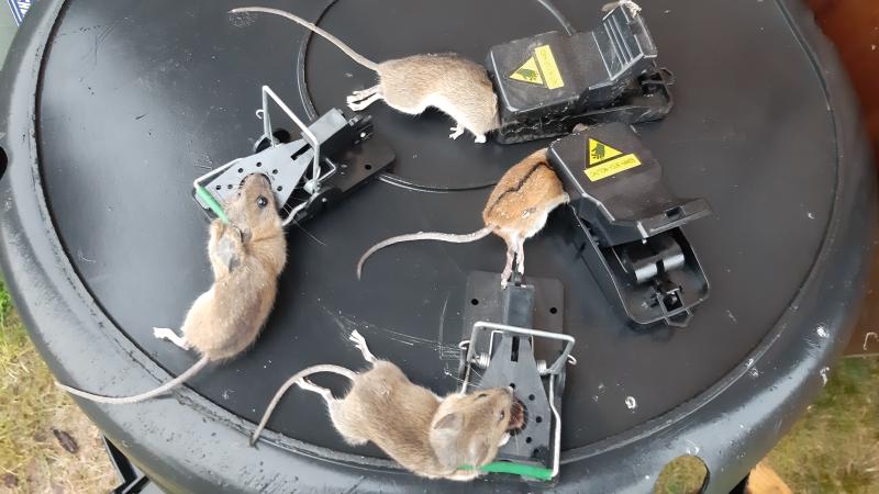 maus 140 09 09 2019