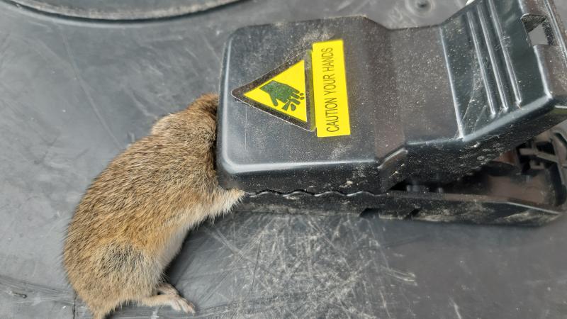 maus 141 09 09 2019