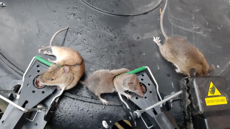 maus 142 144 12 09 2019