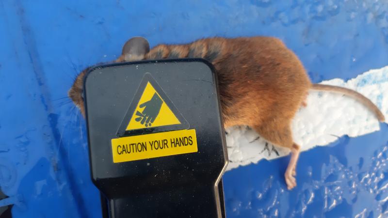 maus 145 17 09 2019