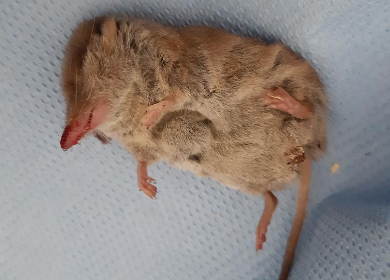 maus 146 23 09 2019