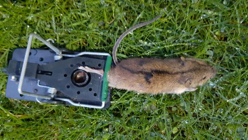 maus 147 25 09 2019