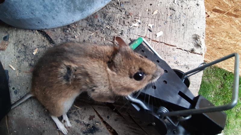 maus 148 29 09 2019