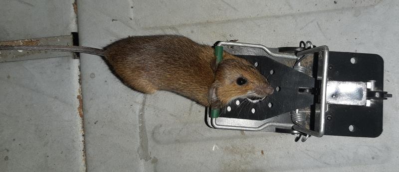 maus 149 30 09 2019