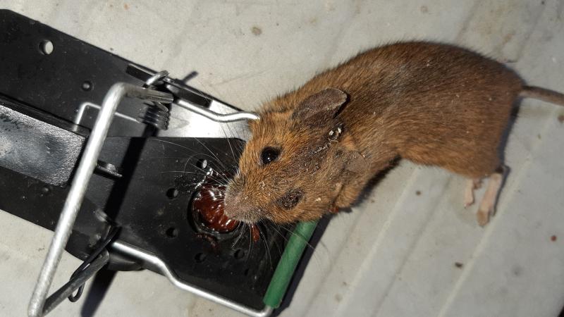 maus 150 01 10 2019