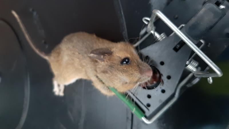 maus 151 02 10 2019