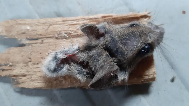 maus 152 03 10 2019
