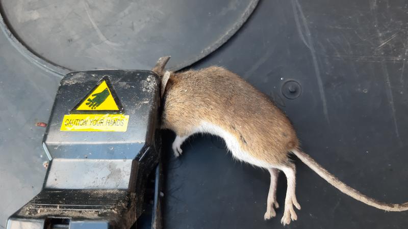 maus 153 08 10 2019