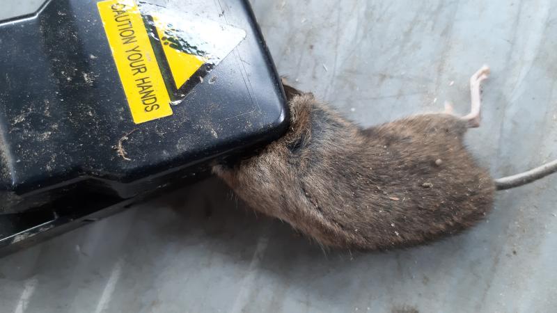 maus 154 19 10 2019