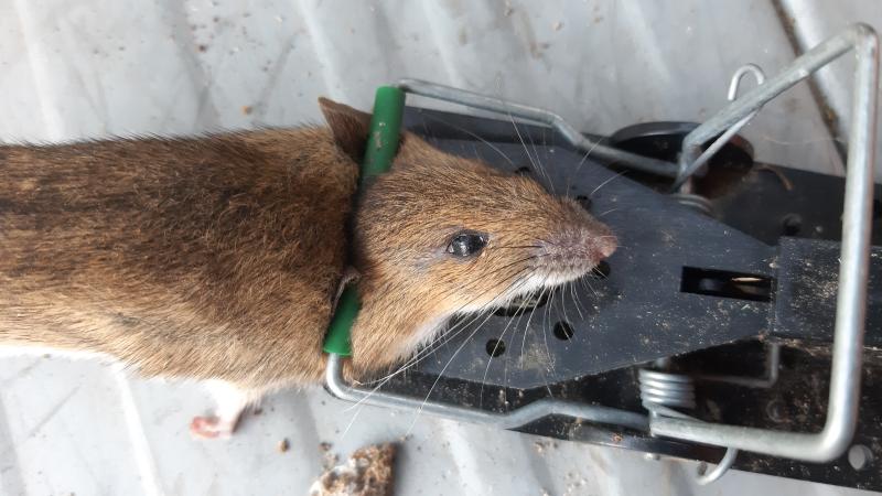 maus 155 22 10 2019