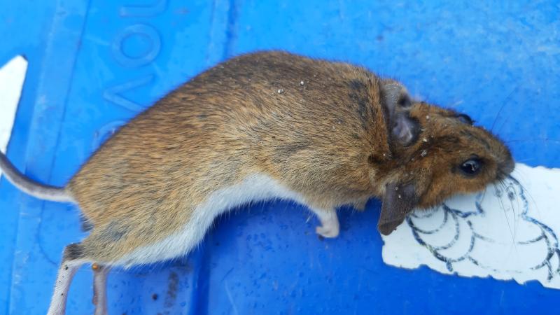 maus 158 02 11 2019