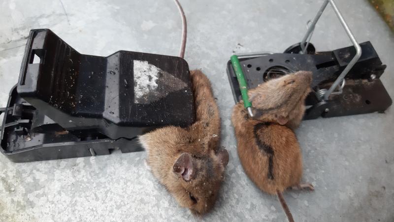 maus 159 160 17 11 2019