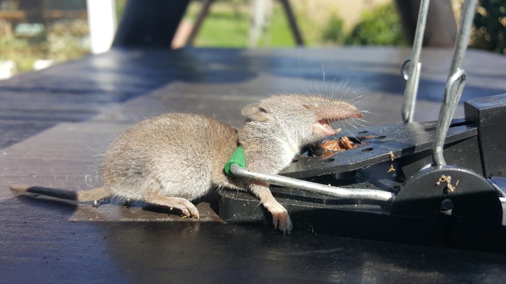 maus 15 16 08 2018