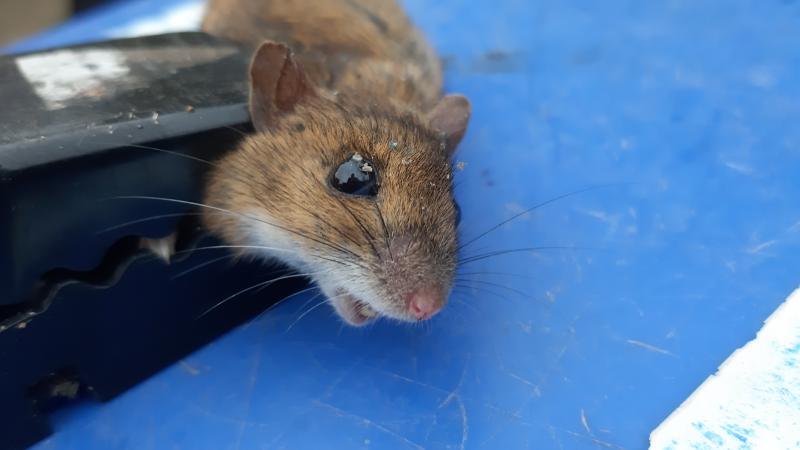 maus 161 18 11 2019