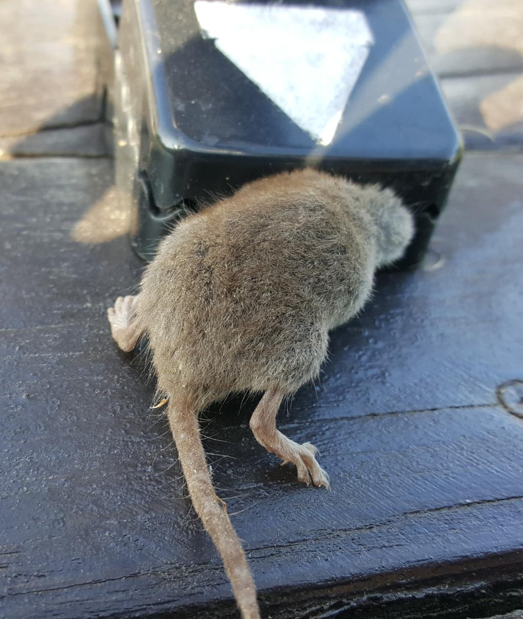 maus 16 21 08 2018