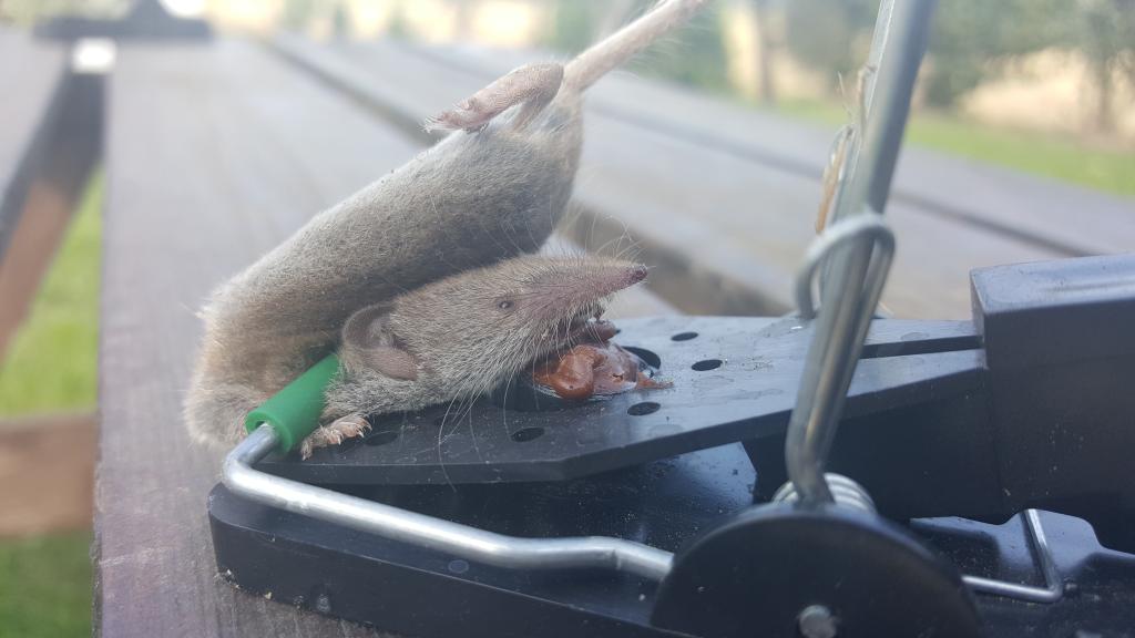 maus 17 22 08 2018