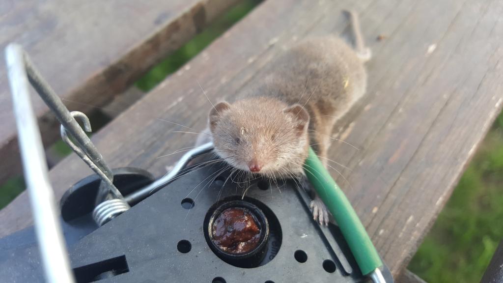 maus 18 23 08 2018
