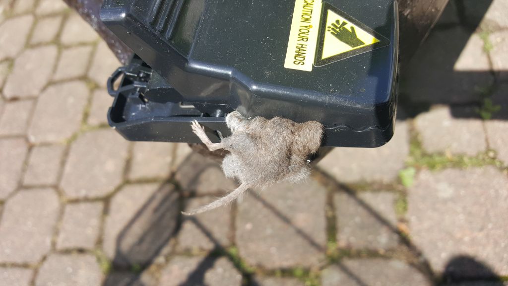 maus 1 22 06 2018