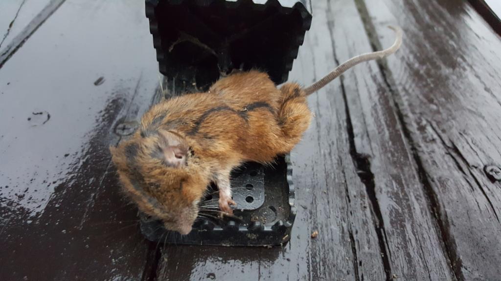 maus 20 30 08 2018